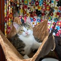 三毛子猫♡人懐っこく甘えん坊です♡