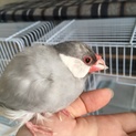 手乗り文鳥のぴぴちゃん