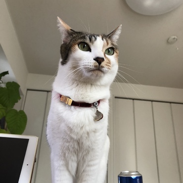 20190119 こんなに凛々しく成長しました。