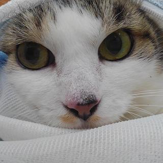 スティック一家【こえだ】