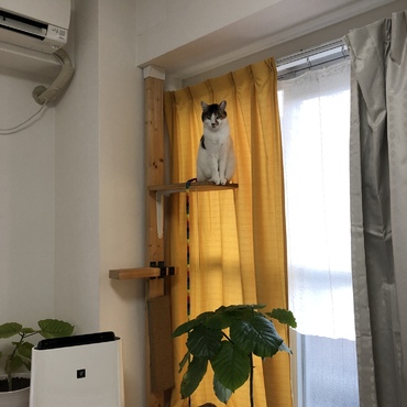 20191221 空気清浄機を踏み台にした自家製キャットタワー