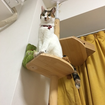 20170701 初代のキャットタワー。突っ張り型で、天井を痛めてしまうため使うのをやめました。