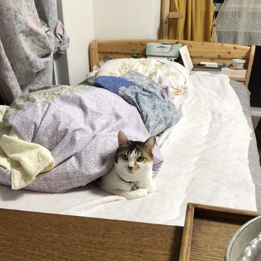 20181018 ベッドの中から失礼します。