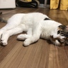 20190801 床の上もひんやりしていて好き。 Kuuちゃん4歳の誕生日。