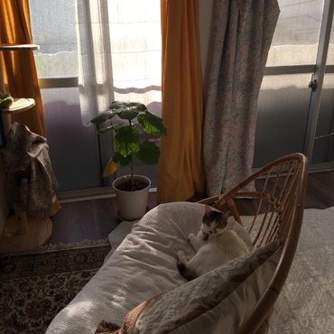 20170102 わたしが結構、その時々に快適になるよう家具の配置を変えていますが、全く動じないのが、ありがたい。