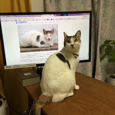 20170217 ブラジル-カーサの猫と全く同じ柄で、わたしが運命を感じた瞬間。