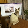 20170217 ブラジル-カーサの猫と全く同じ柄で、わたしが運命を感じた瞬間。