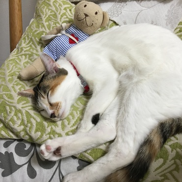 20160222 江戸時代の妖怪のような様子に、愛嬌があって、わたしのお気に入りの写真です。