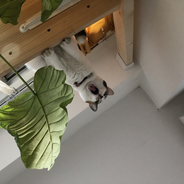 20180204 あくびちゃんです。