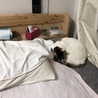 20180402 わたしがいるときは、寒くないとこの辺でよく寝てます。