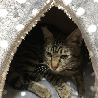 家族の温もりをください‼︎人が大好き、甘えん坊くん