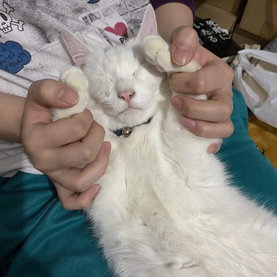 ラビのカバー写真