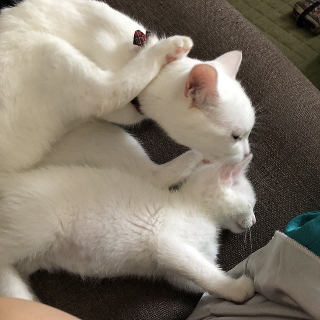 わにたんのカバー写真
