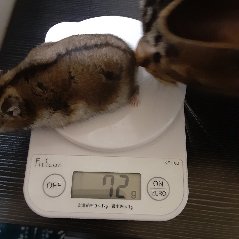 大福、おはぎ、うずら、つくねのカバー写真