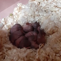 大福、おはぎ、うずら、つくね