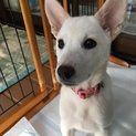 優しい家族に迎えて貰います。