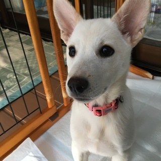 優しい家族に迎えて貰います。