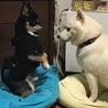 じょんちゃんず