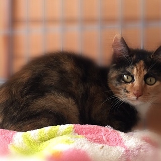 小柄なミケ子猫 ♀