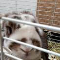 飼い主が亡くなったウサギの新しい家族を探しています