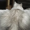 の写真