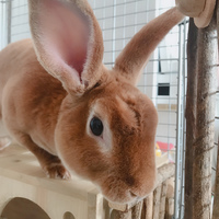 ふわ