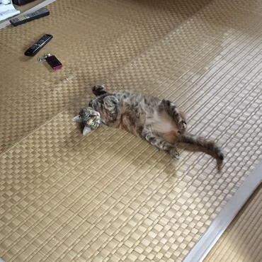 の写真