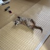 の写真