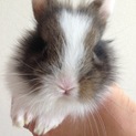 仲良しうさぎ  ライオンラビットミニうさぎ