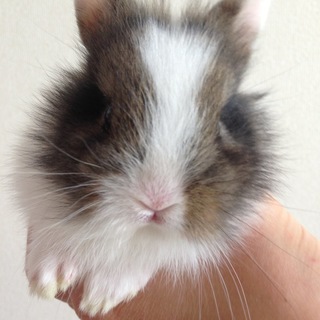 仲良しうさぎ  ライオンラビットミニうさぎ