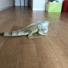たむさん7