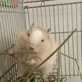 デグー  ♂  一旦停止いたします