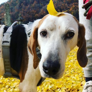 おっとり、まったり、甘えん坊なチェイス