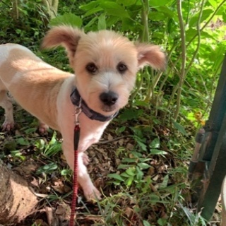 ゴミ屋敷からレスキューした仔です。