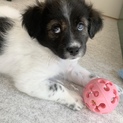ふわふわ子犬　黒丸くん