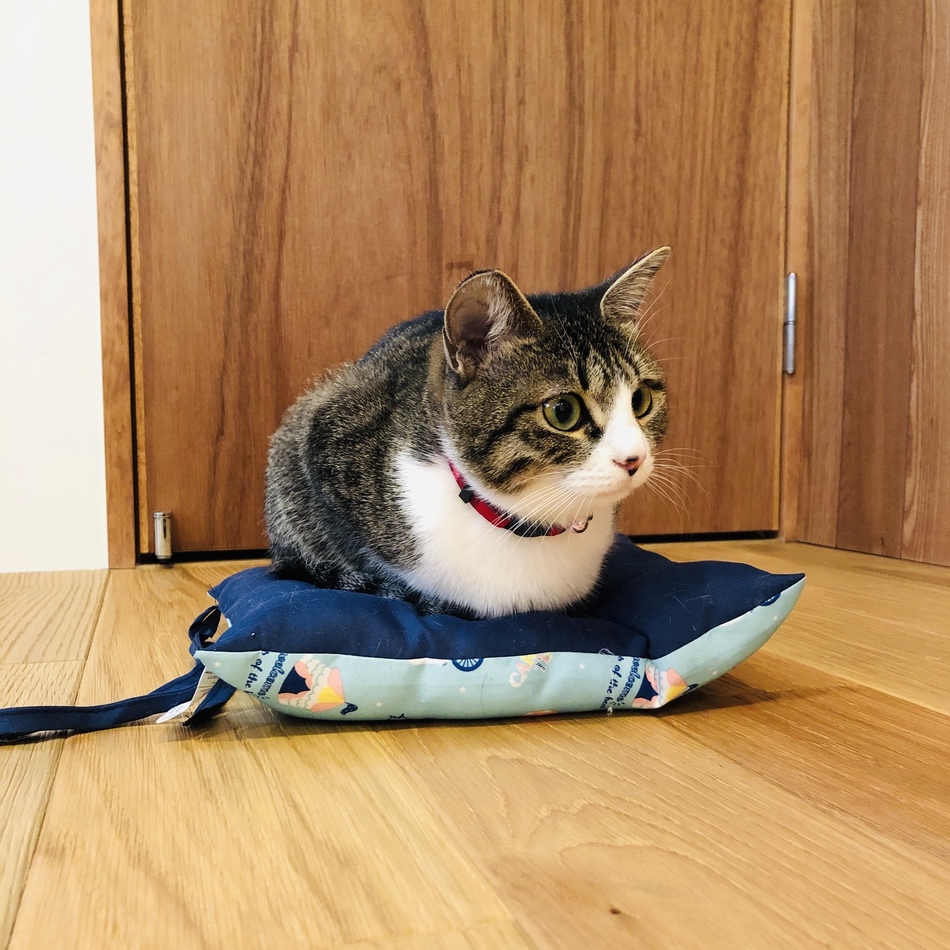 チョコのカバー写真