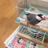 桜文鳥の里親を探しています サムネイル6