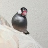桜文鳥の里親を探しています サムネイル7