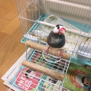桜文鳥の里親を探しています