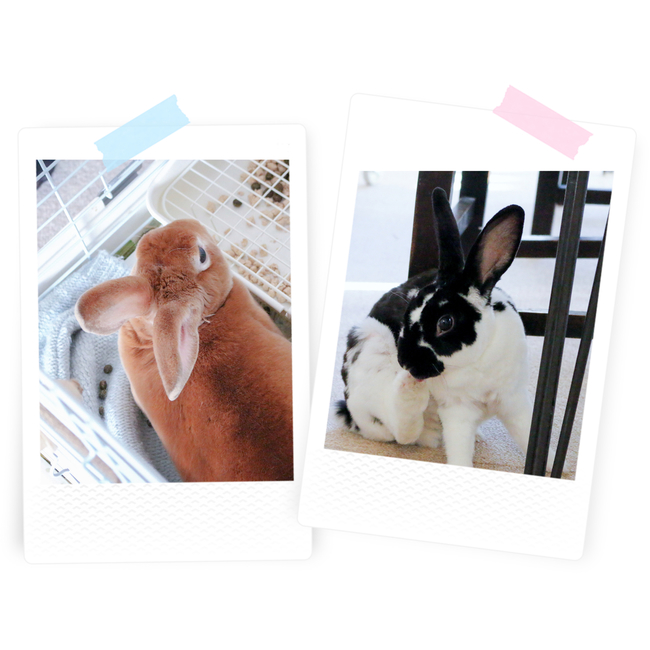 Fuwamoaのカバー写真