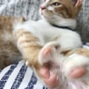 の写真