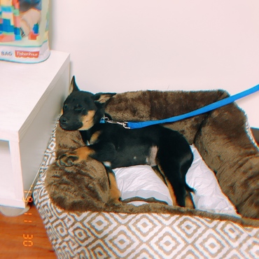 うちに来て２日目！小さかったな♡