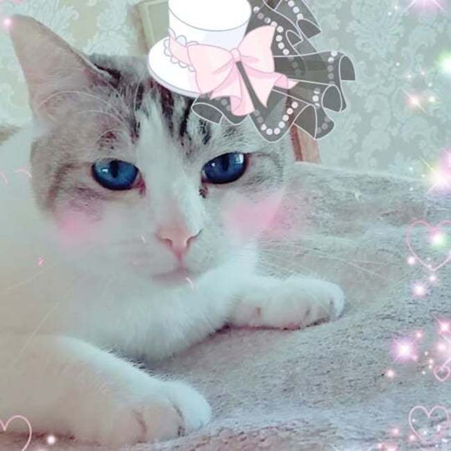 Cat ﾚｽｷｭｰ　シュリのおうちのカバー写真