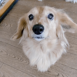 ミニチュアダックスフンド 幸せにして下さい