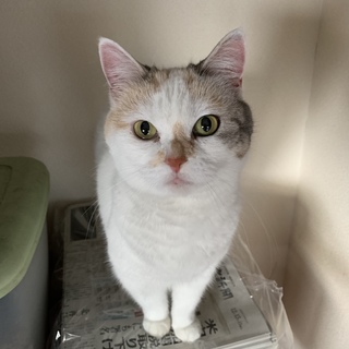 スコティッシュ立ち耳の女の子