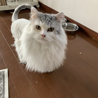 スコティッシュ立ち耳ロングの男の子