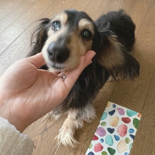 ミニチュアダックスフンド 幸せにしてください