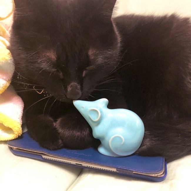 shiorinGoのカバー写真