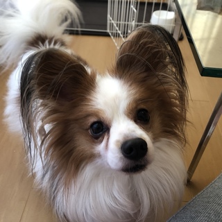 パピヨン♂７歳です