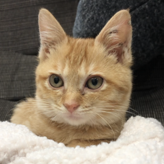 茶トラ＊短いかぎしっぽ＊元気な女の子